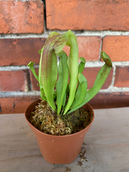 Sarracenia 'Carnivorus Trumpet' - 3" Pot