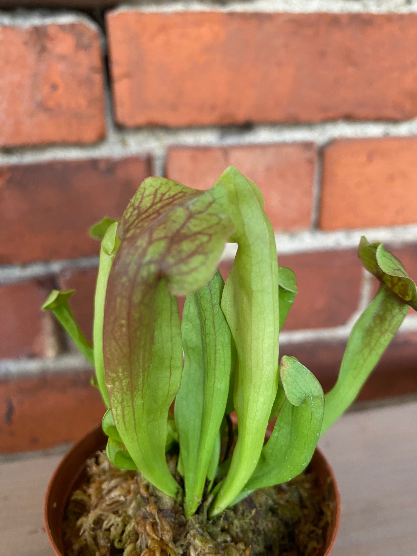 Sarracenia 'Carnivorus Trumpet' - 3" Pot
