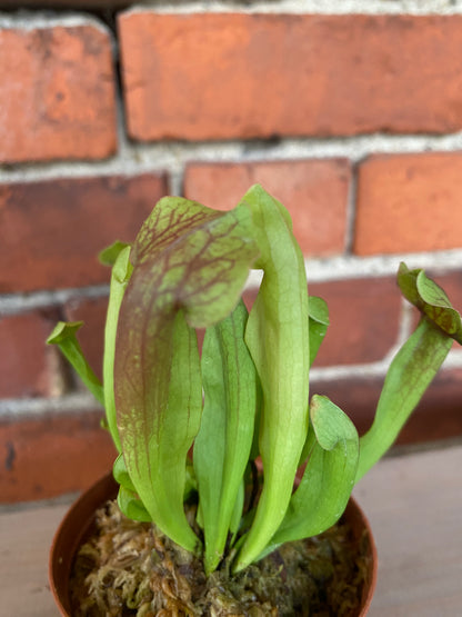 Sarracenia 'Carnivorus Trumpet' - 3" Pot