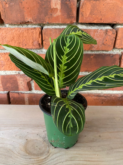 Maranta 'Lemon Lime Prayer Plant'