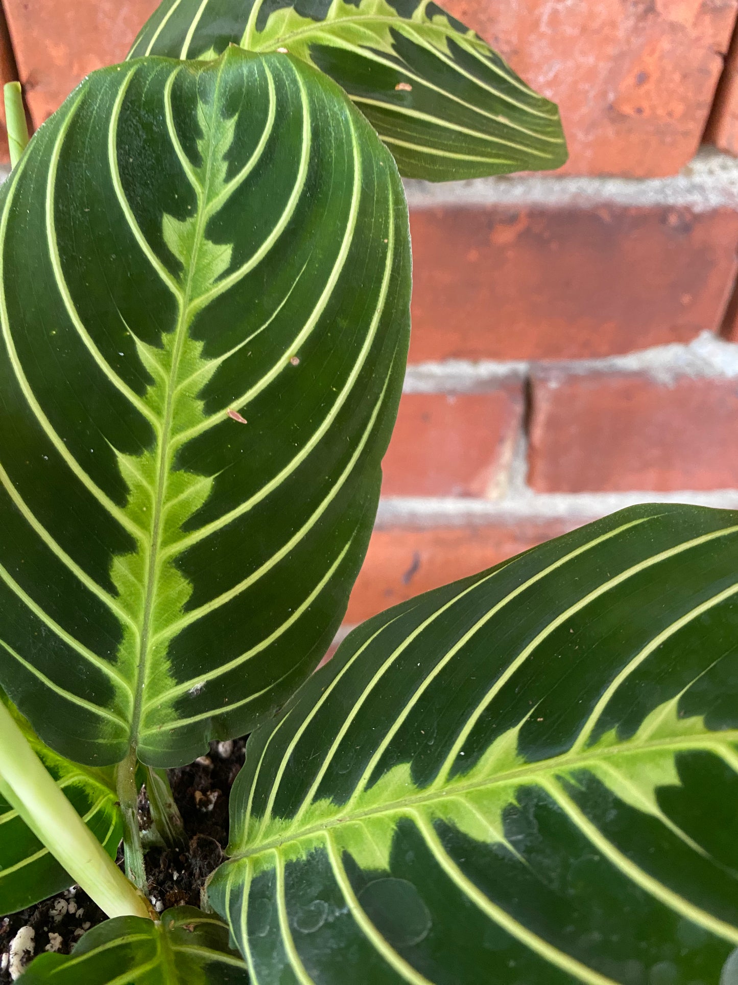Maranta 'Lemon Lime Prayer Plant'