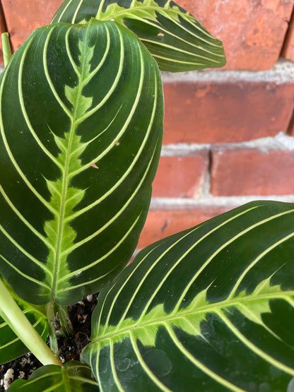 Maranta 'Lemon Lime Prayer Plant'