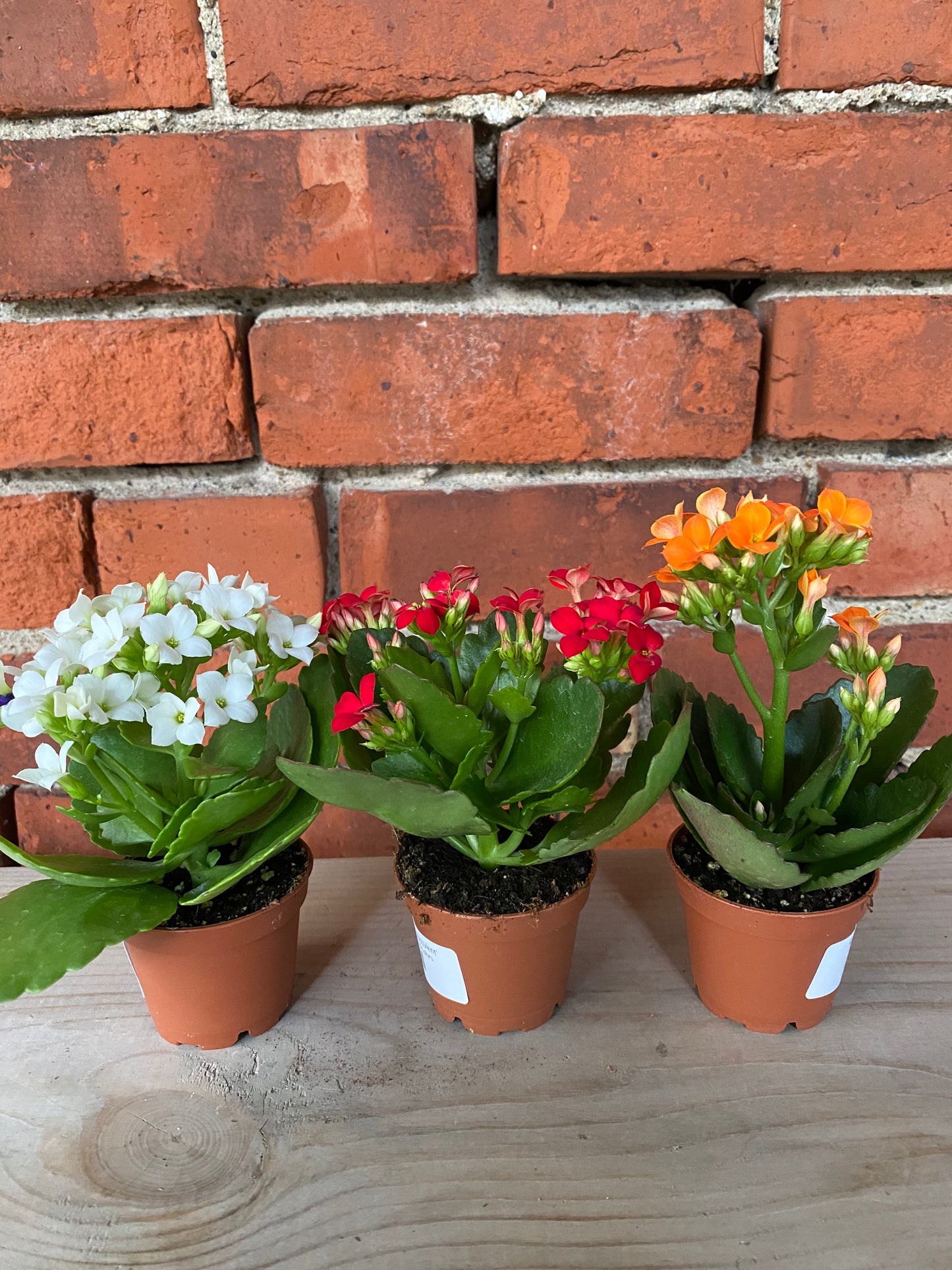 Kalanchoe 'Flowering Succulent'