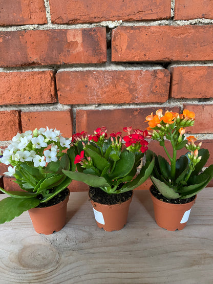Kalanchoe 'Flowering Succulent'
