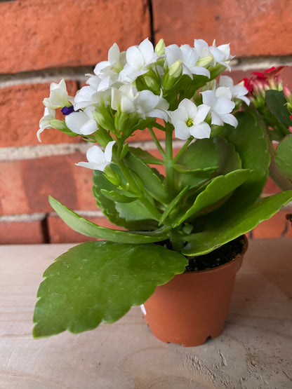 Kalanchoe 'Flowering Succulent'