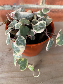 Ceropegia 'String of Hearts Variegated'