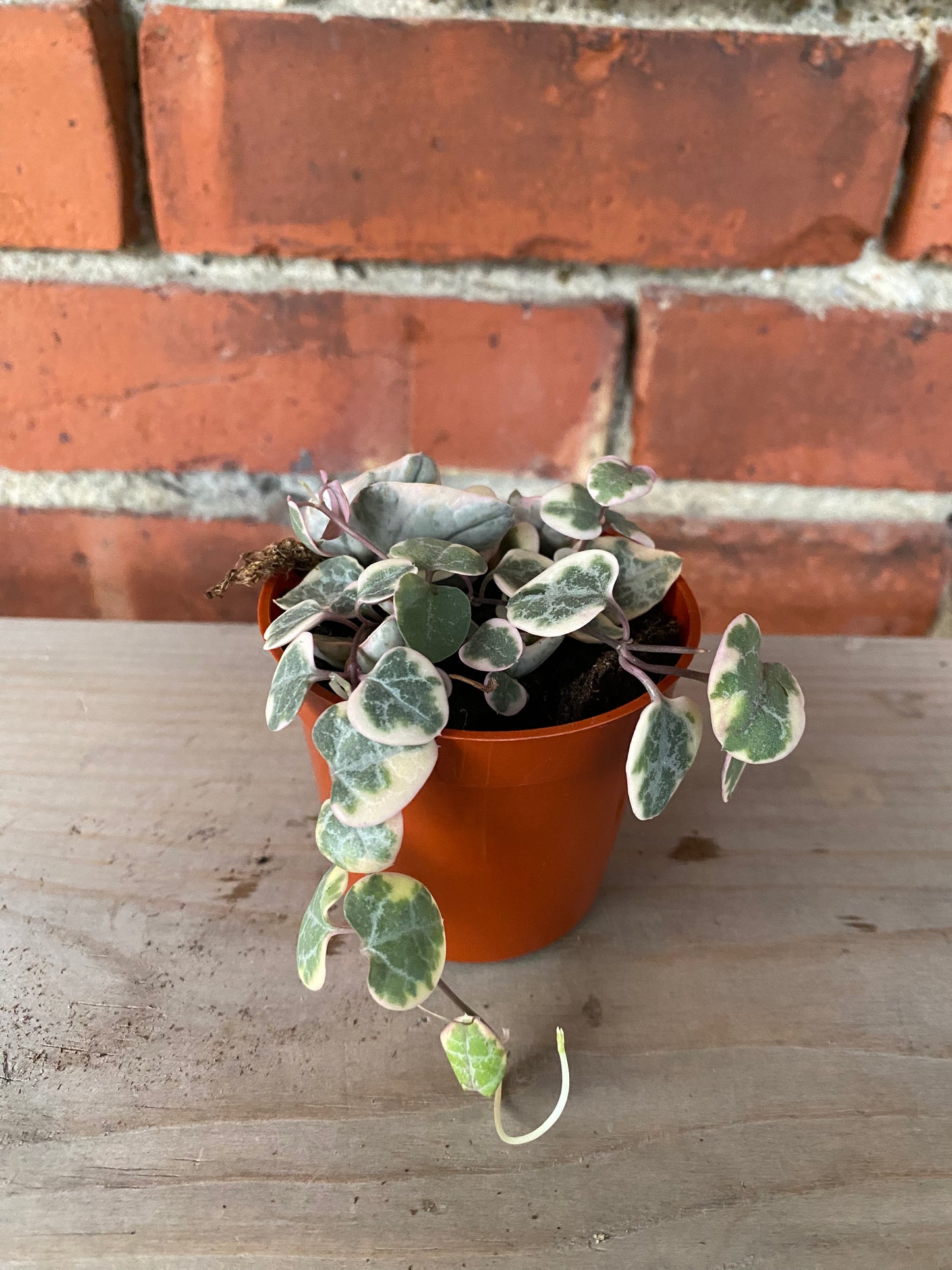 Ceropegia 'String of Hearts Variegated'