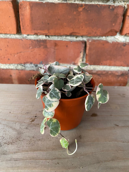Ceropegia 'String of Hearts Variegated'