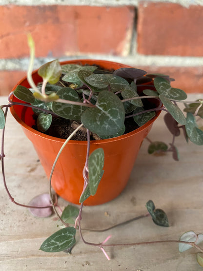 Ceropegia 'String of Hearts'