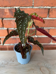 Begonia maculata 'Cracklin Rosie'