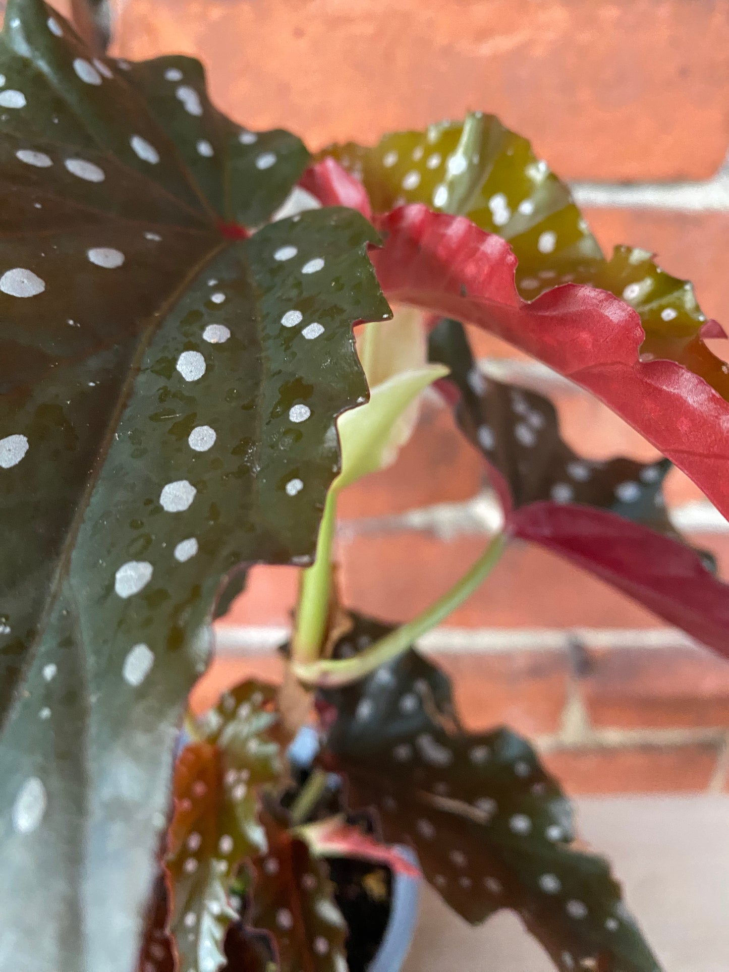 Begonia maculata 'Cracklin Rosie'