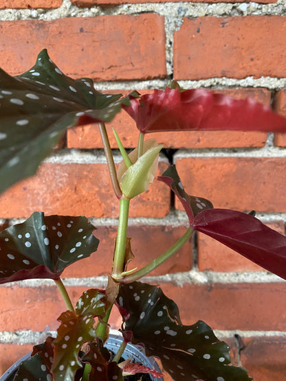 Begonia maculata 'Cracklin Rosie'