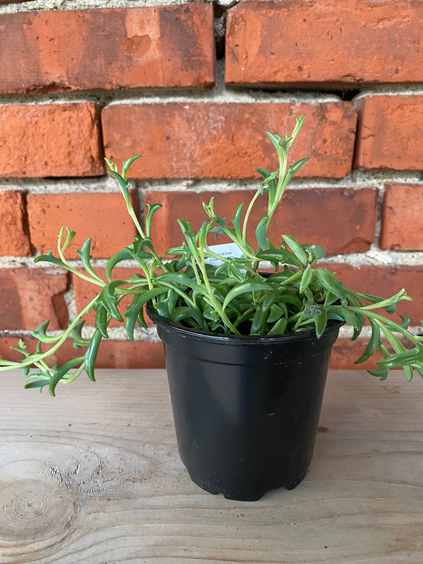 Senecio peregrinus 'String of Dolphins'