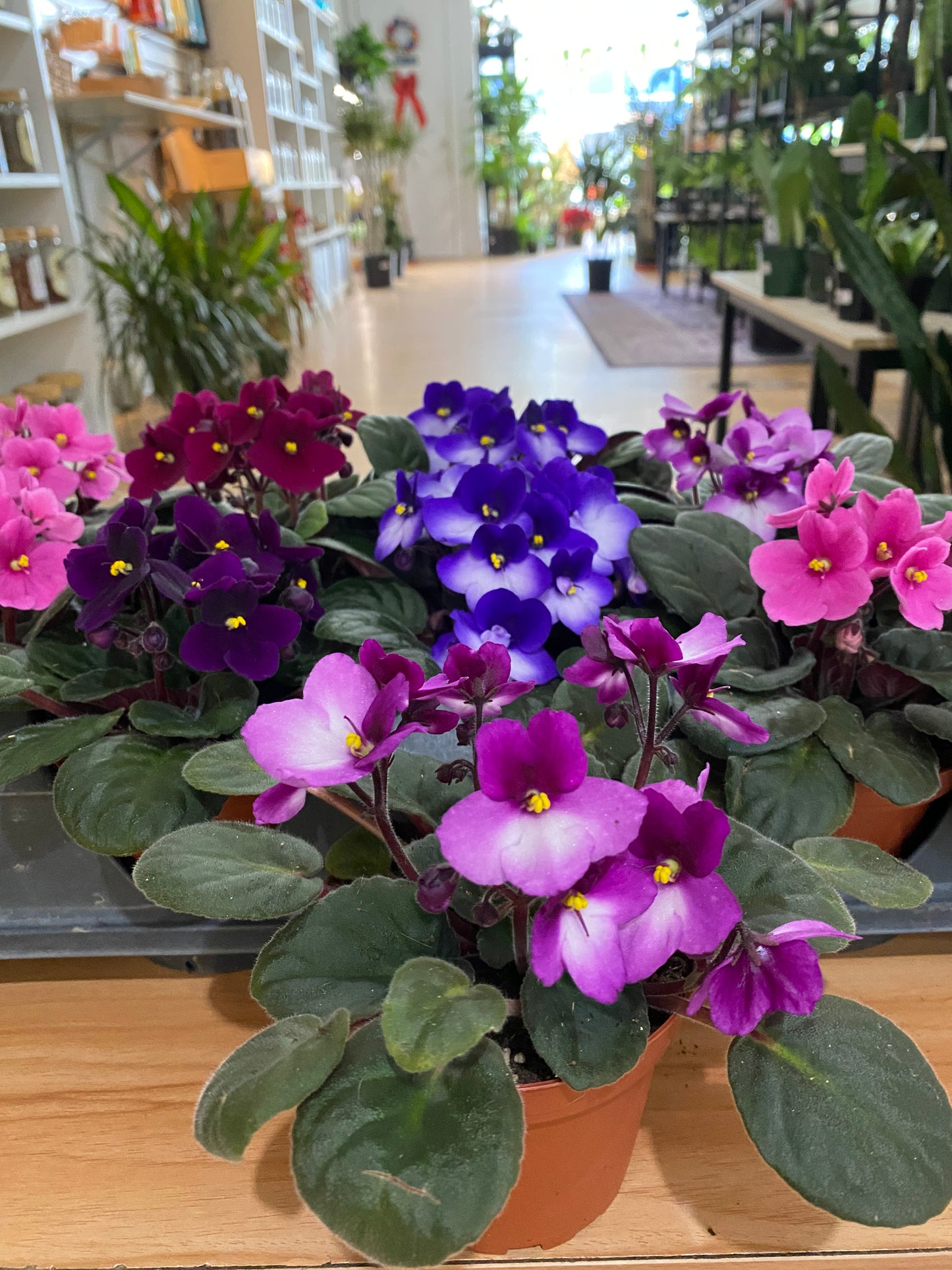 Saintpaulia ‘African Violets’