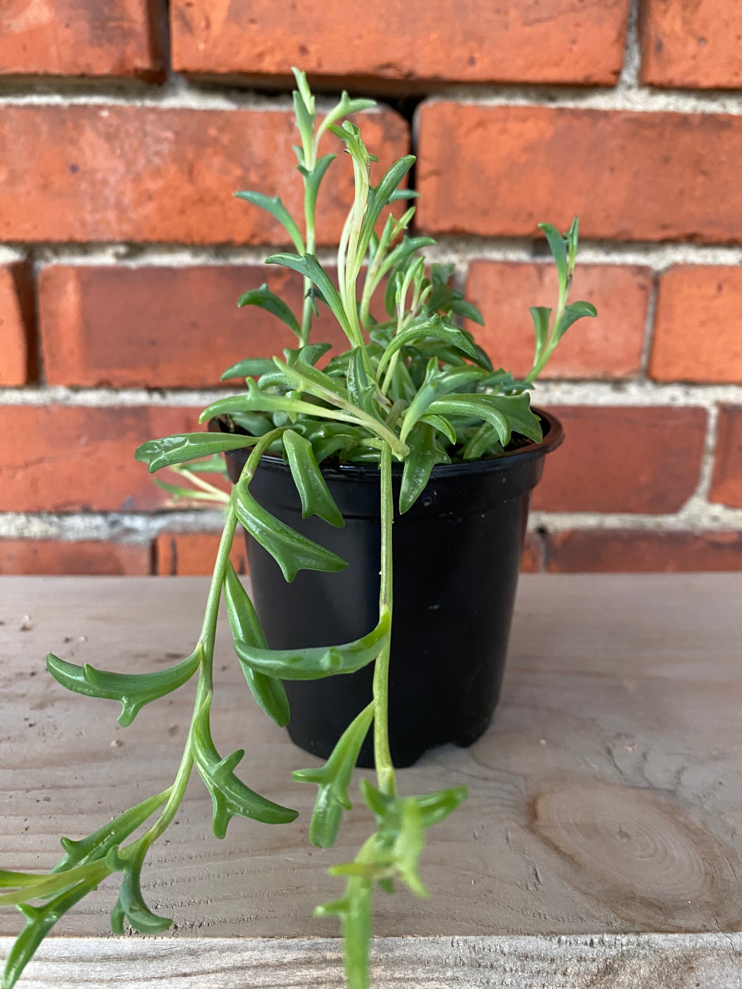 Senecio peregrinus 'String of Dolphins'