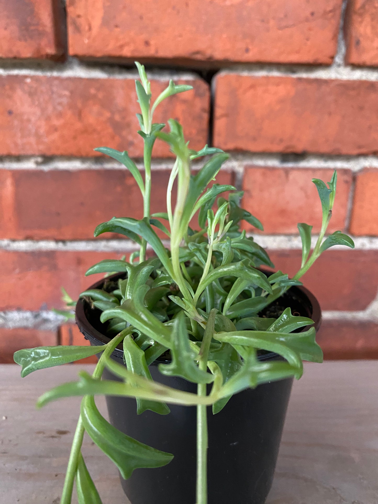 Senecio peregrinus 'String of Dolphins'