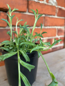 Senecio peregrinus 'String of Dolphins'