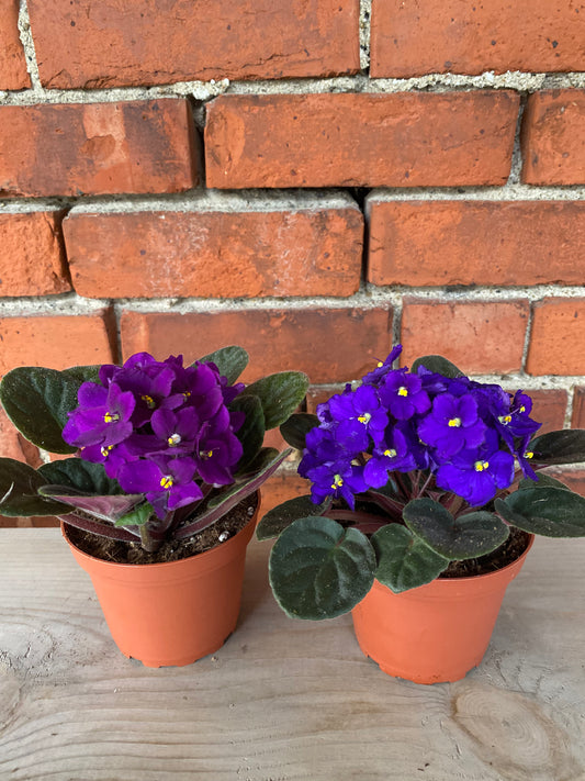 Saintpaulia ‘African Violets’