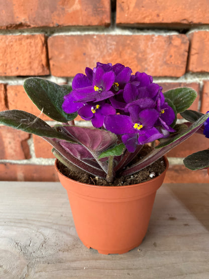 Saintpaulia ‘African Violets’