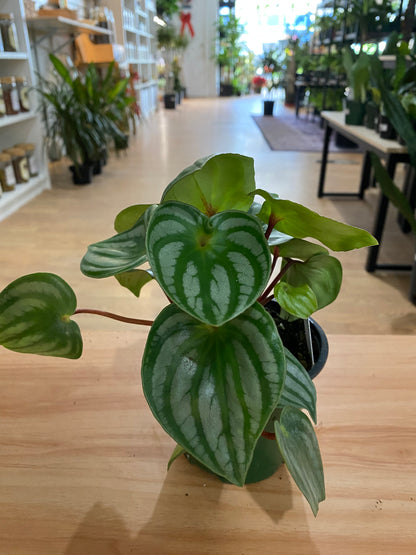 Peperomia argyreia 'Costa Rica' - 4.5" Pot