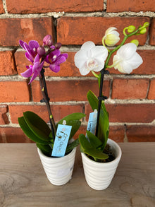 Phalaenopsis 'Orchids in Assorted Colors' - 2.5" Ceramic Pot