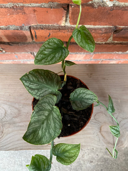 Monstera 'Dubia' - 4" Pot