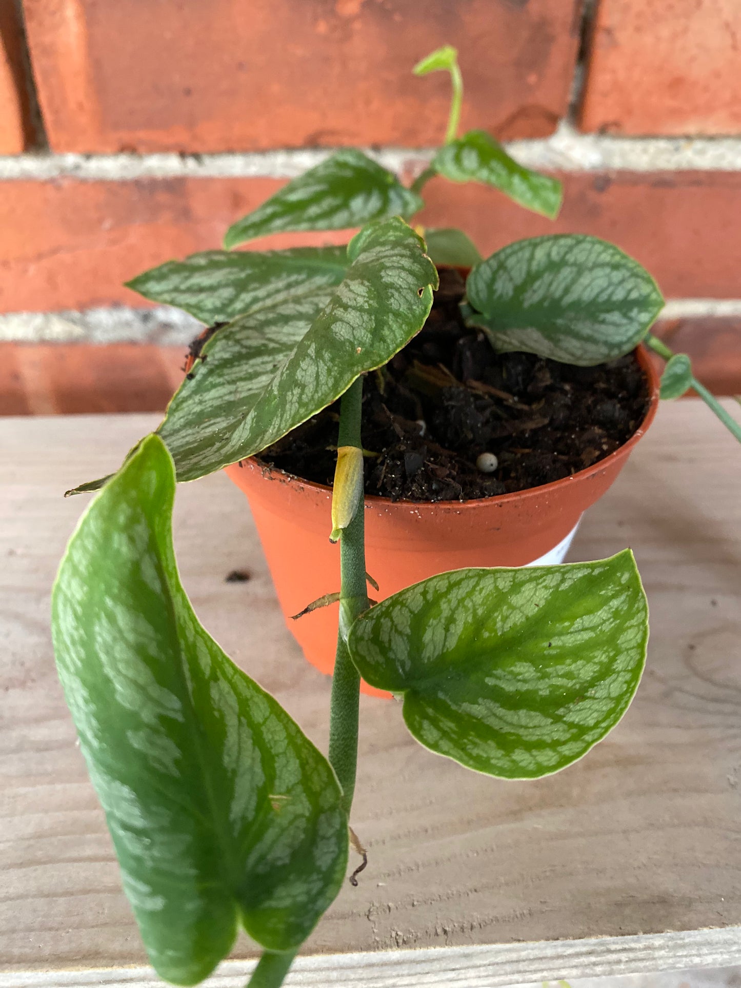 Monstera 'Dubia' - 4" Pot