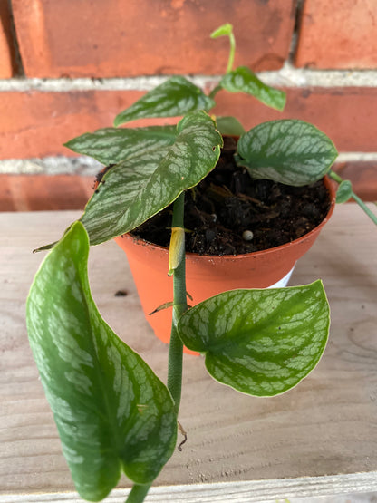 Monstera 'Dubia' - 4" Pot