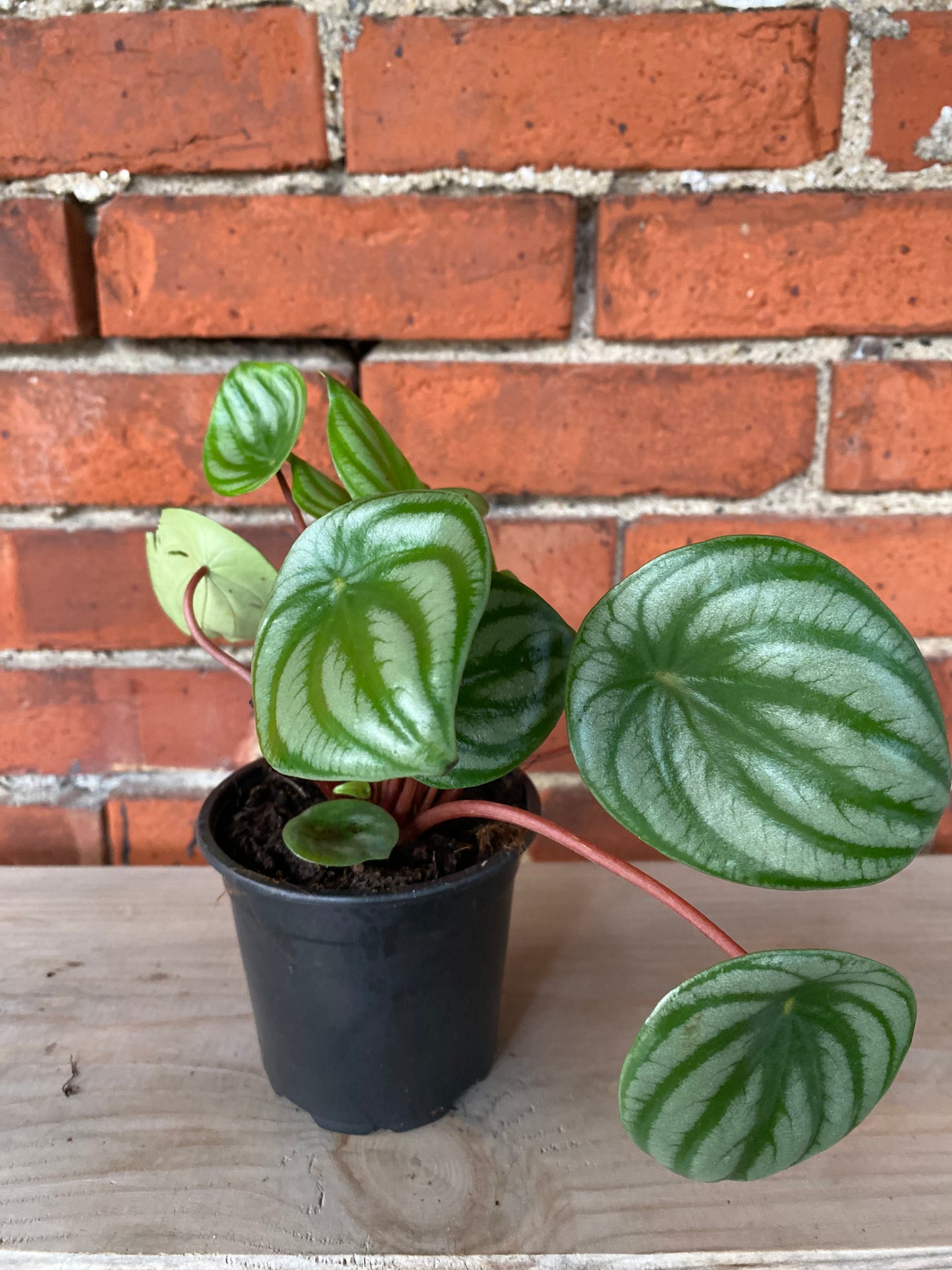 Peperomia 'Watermelon' - 4" Pot