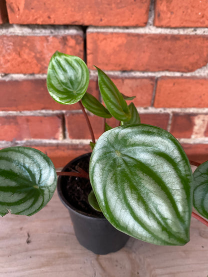 Peperomia 'Watermelon' - 4" Pot