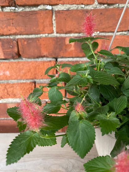 Acalypha hispida 'Chenille Plant' - 6.5" Hanging Basket