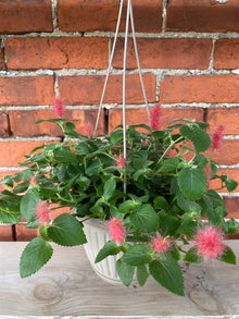 Acalypha hispida 'Chenille Plant' - 6.5" Hanging Basket