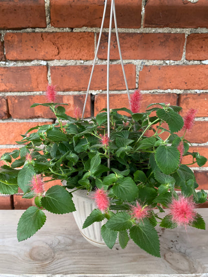 Acalypha hispida 'Chenille Plant' - 6.5" Hanging Basket