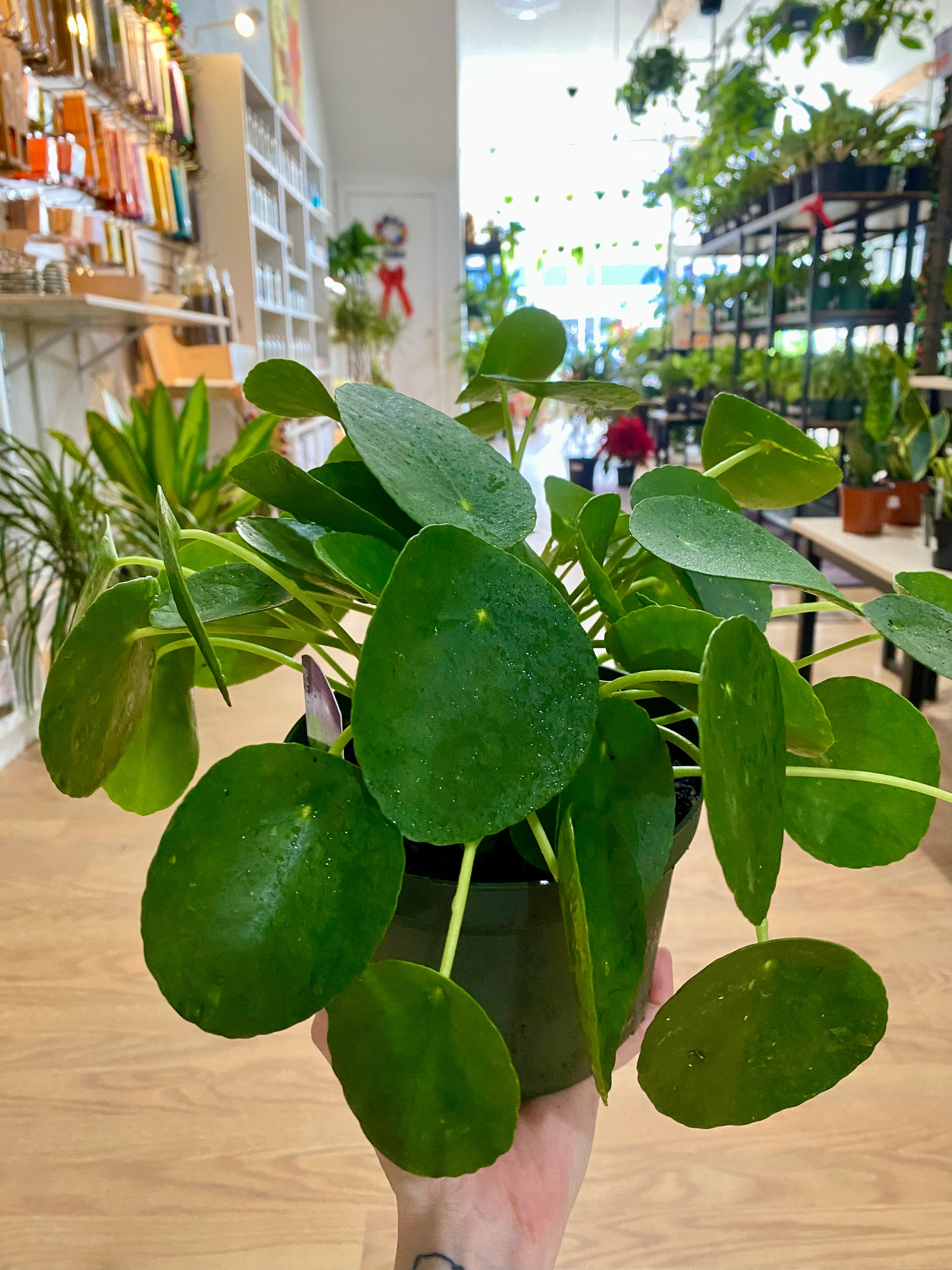 pilea peperomioides - chinese money plant Potted Pilea Peperomioides 1 Count (Approximate Delivery is 2-7 Days) 6-inch pot