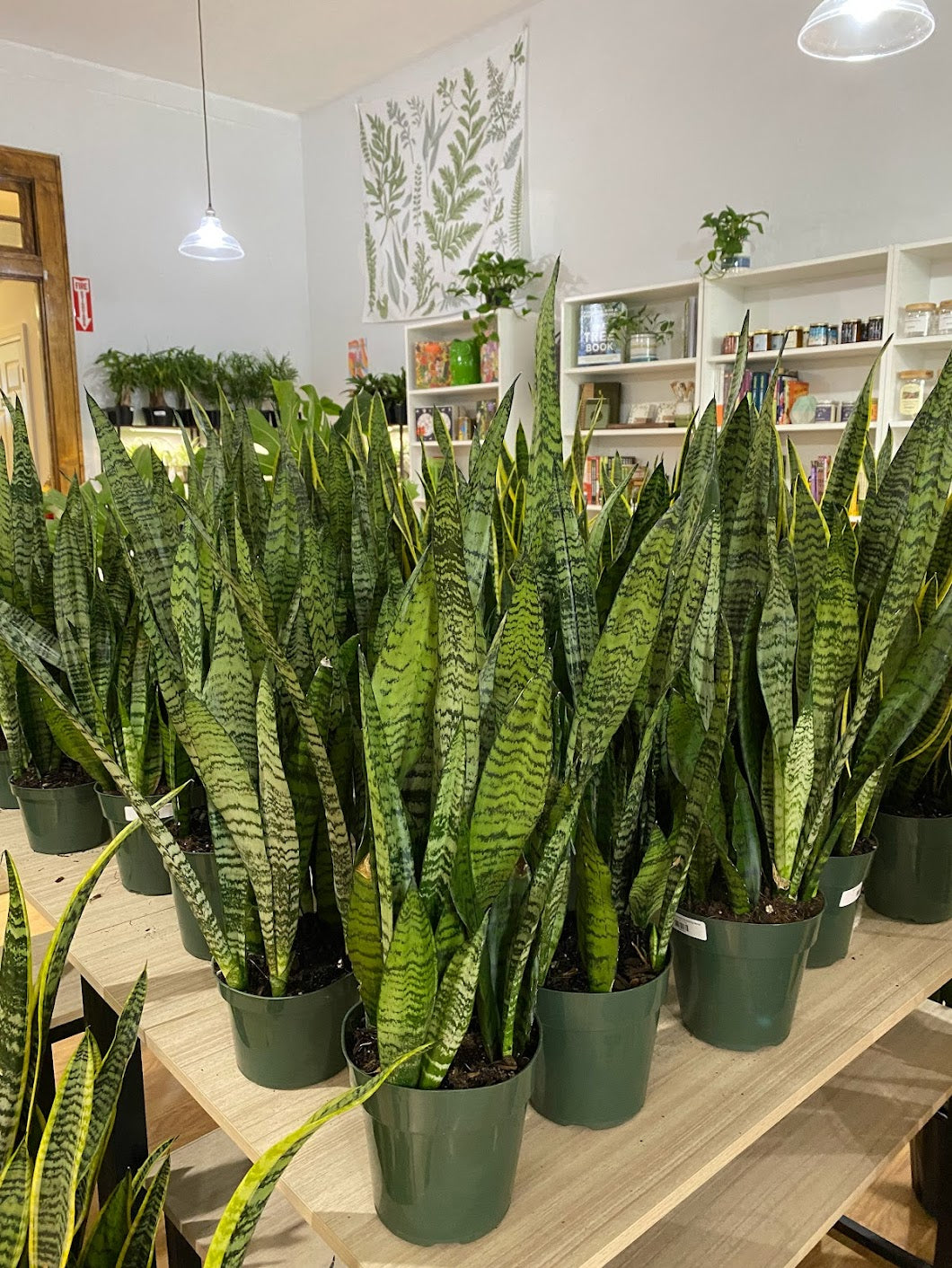 real snake plant for sale near me Sansevieria zeylanica 'Snake Plant' – Snakeroot Botanicals