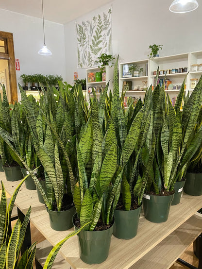 sansevieria trifasciata zeylanica Sansevieria zeylanica 'Snake Plant' – Snakeroot Botanicals