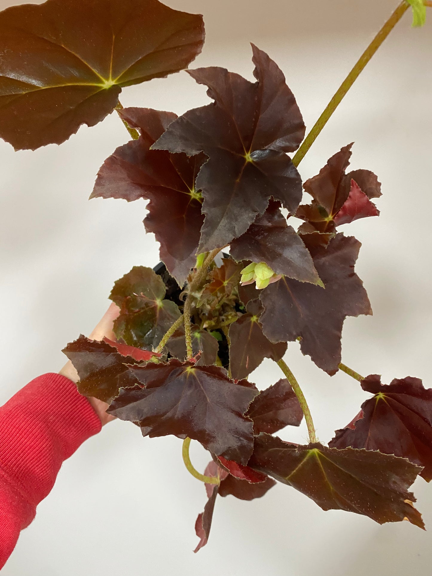 Begonia robusta 'Survivor' - 4.5" Pot