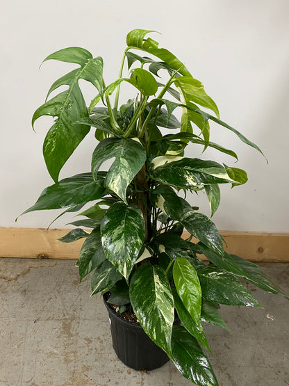 Monstera standleyana 'Albo'
