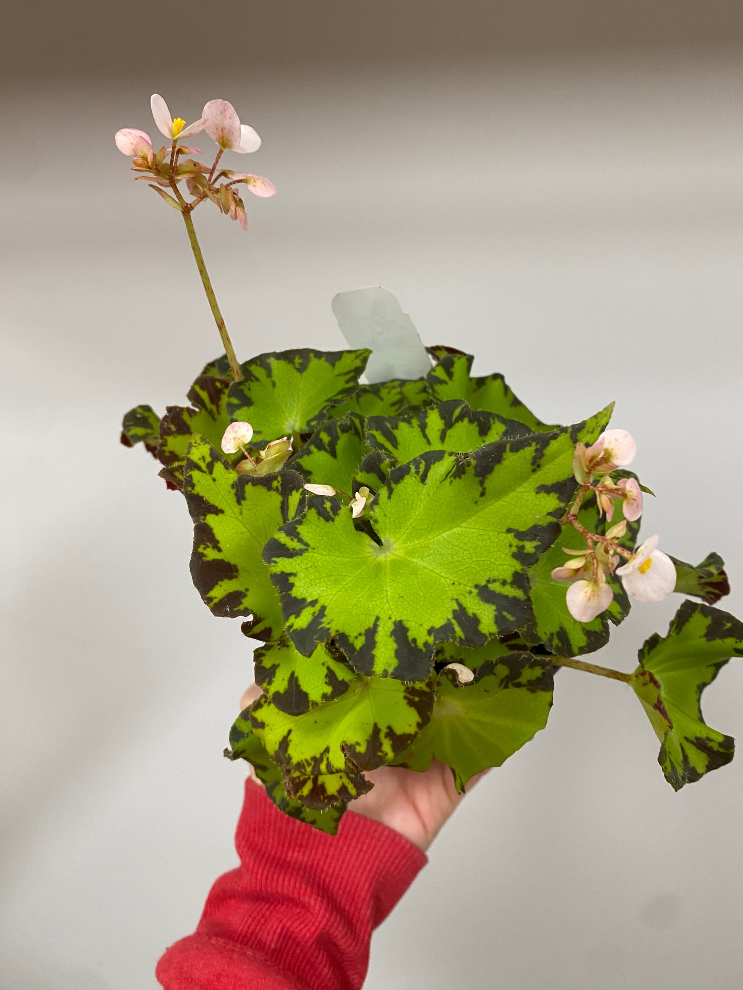 Begonia 'Spirit of Pemba' - 4.5" Pot