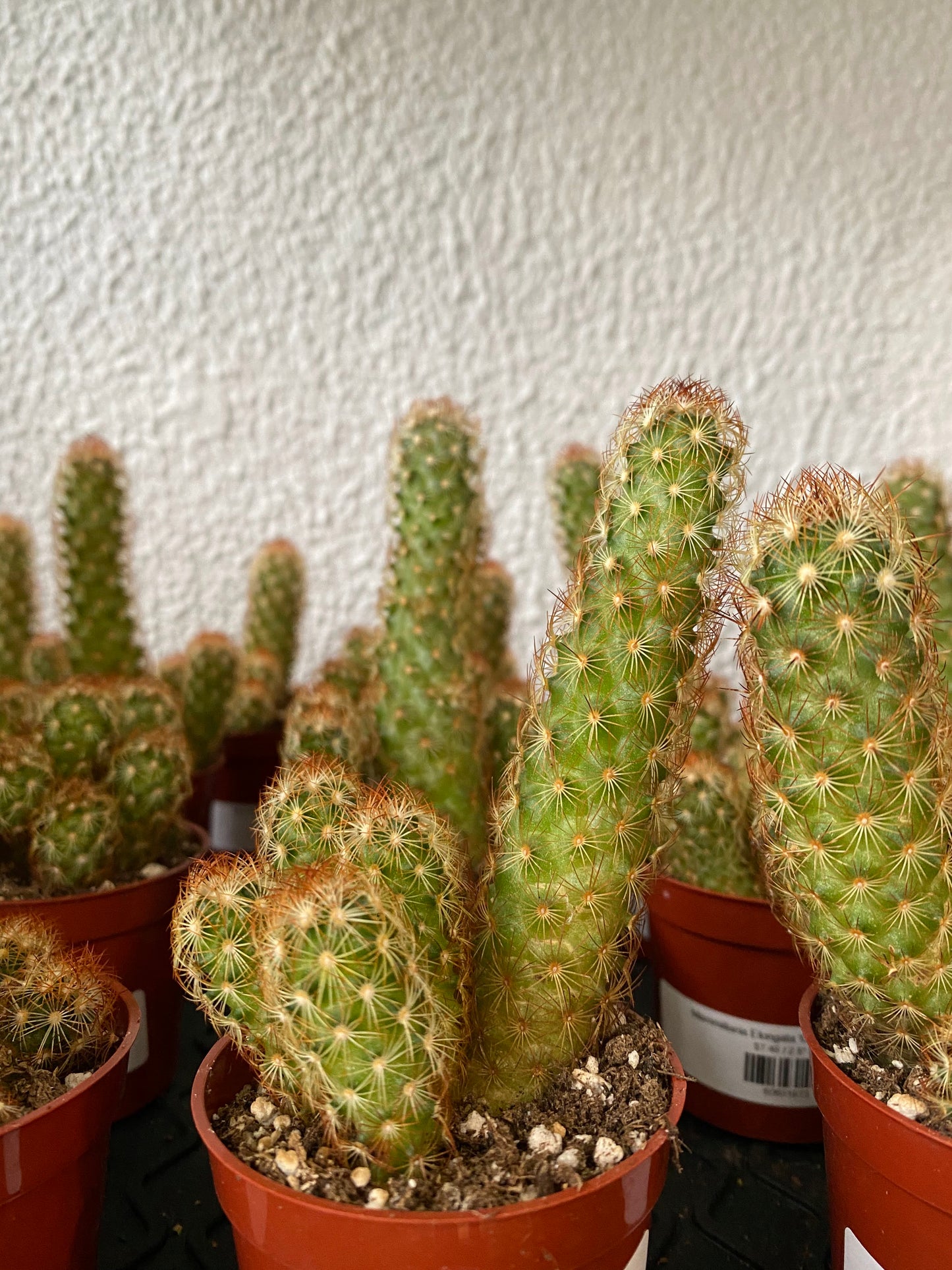 Mammillaria elongata 'Copper King Cactus'