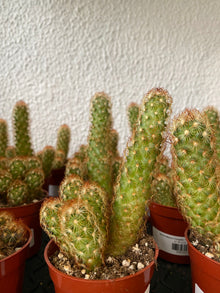 Mammillaria elongata 'Copper King Cactus'