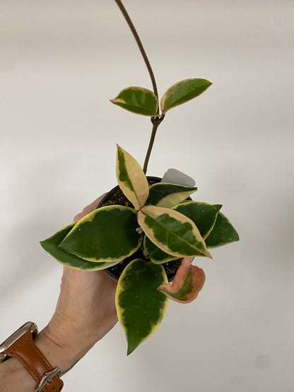 Hoya Carnosa 'Krimson Queen'