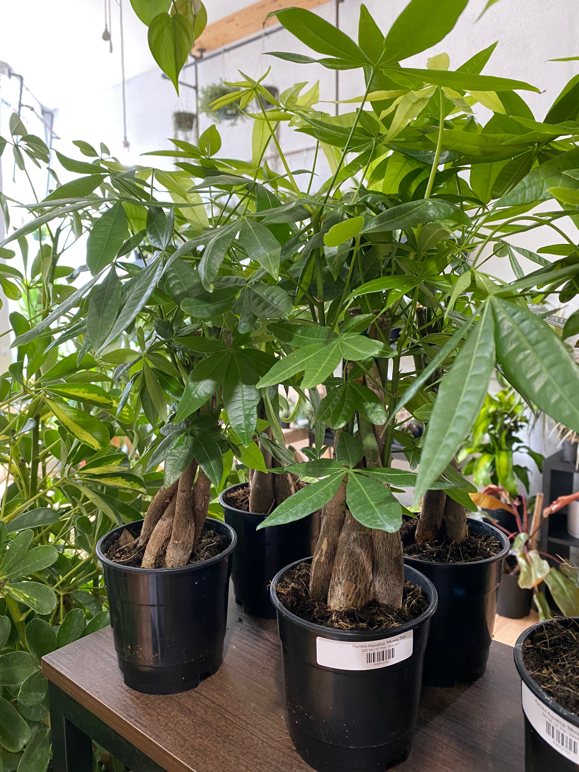 full grown real money tree Pachira aquatica 'Money Tree' – Snakeroot Botanicals