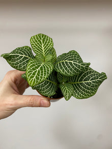 Fittonia 'Whisper Nerve Plant' - 2" Pot