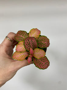 Fittonia 'Red Flame Nerve Plant' - 2" Pot