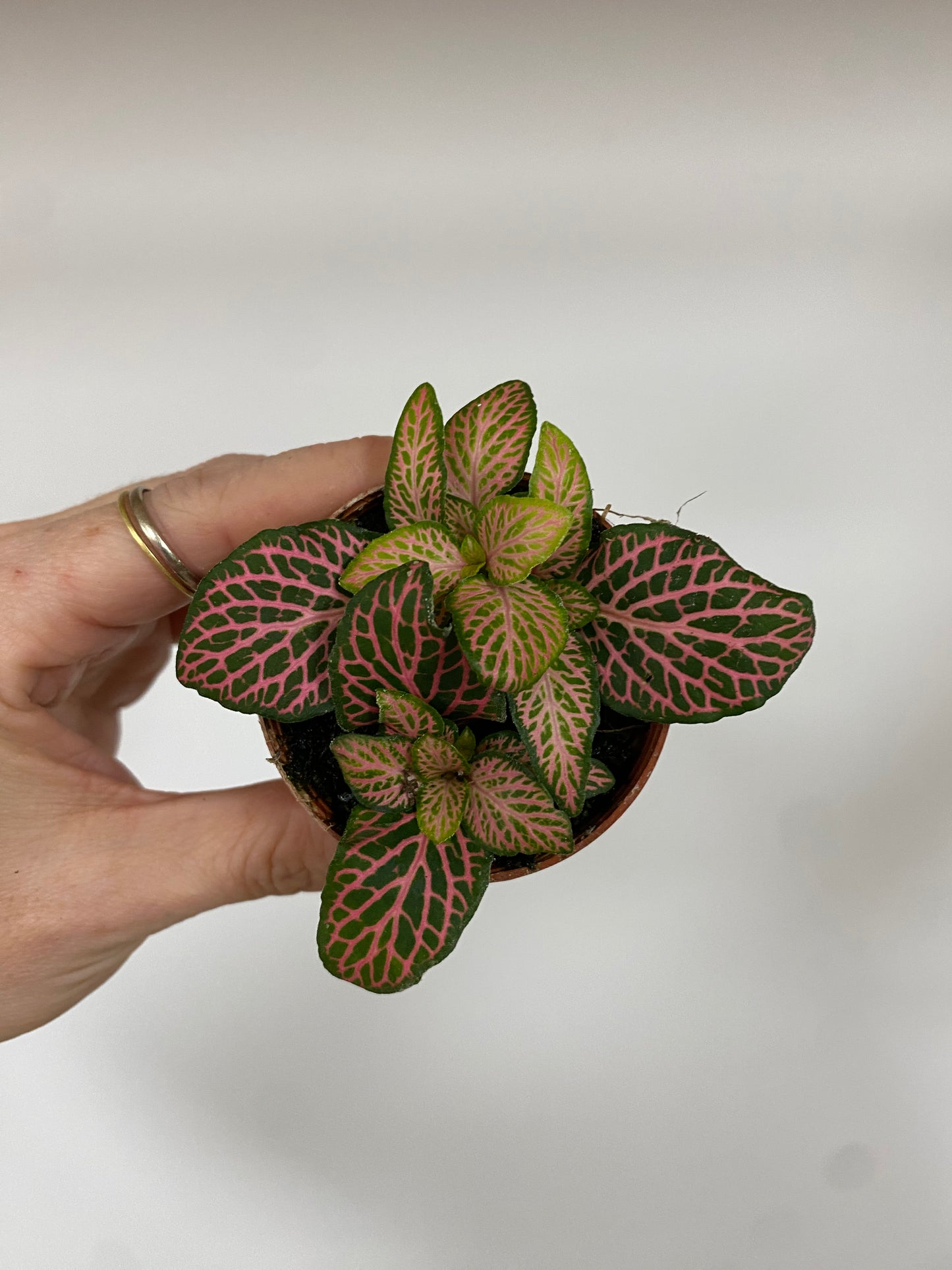 Fittonia ‘Mistral Nerve Plant’