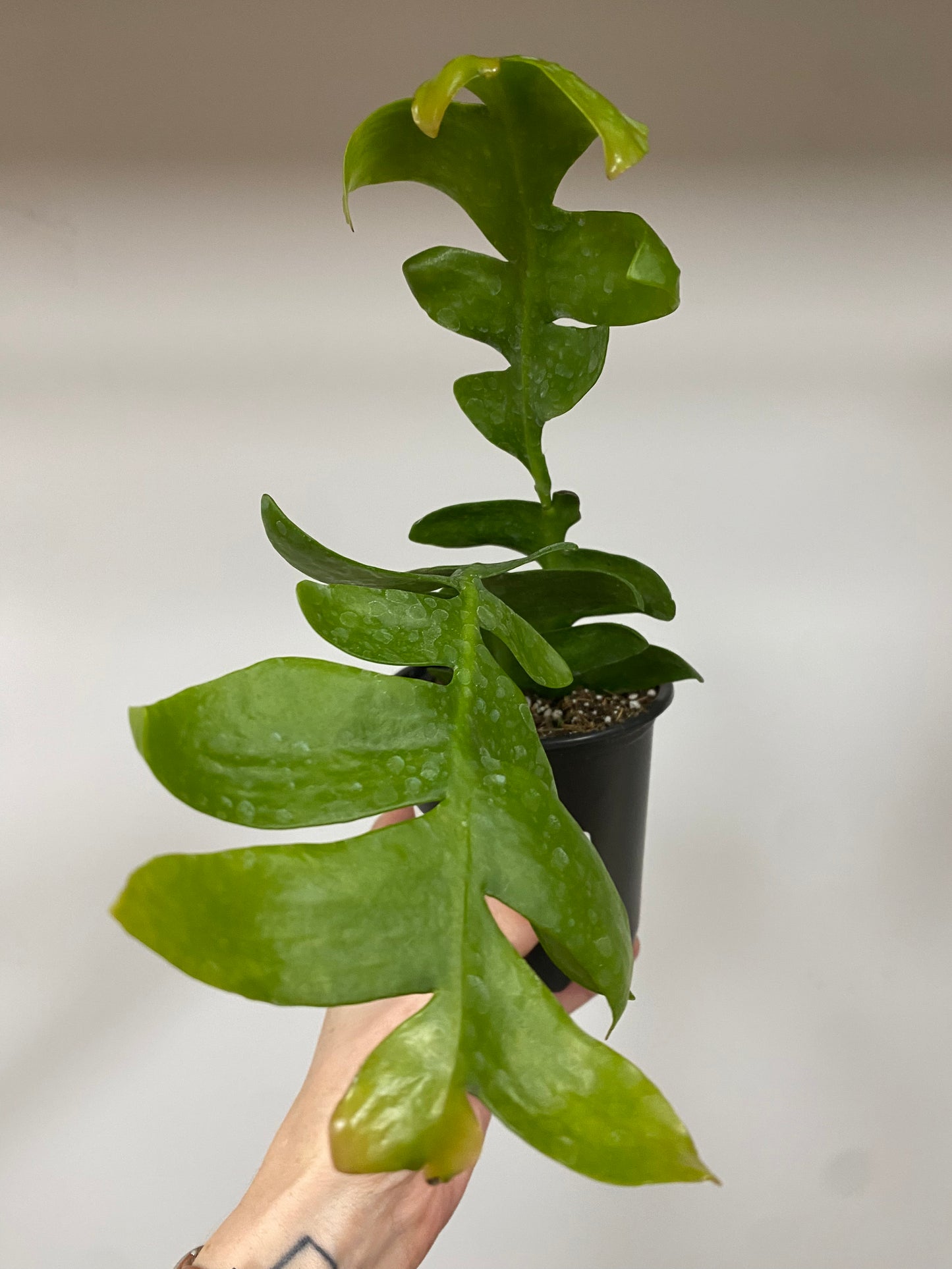 Epiphyllum chrysocardium 'Shark' - 3" Pot