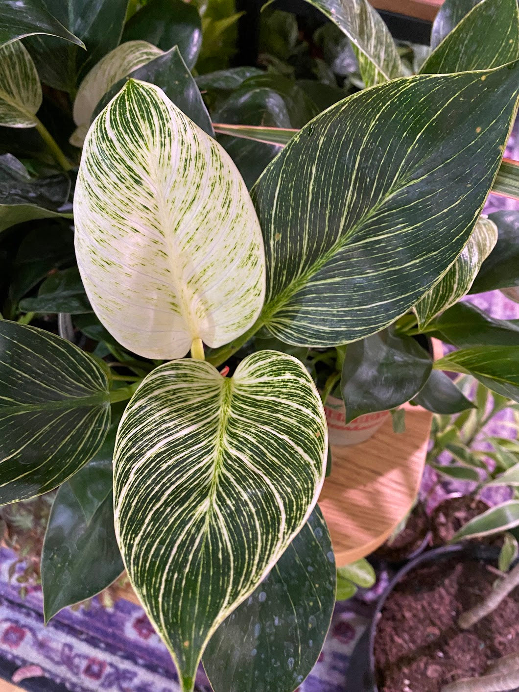 Philodendron 'Birkin'