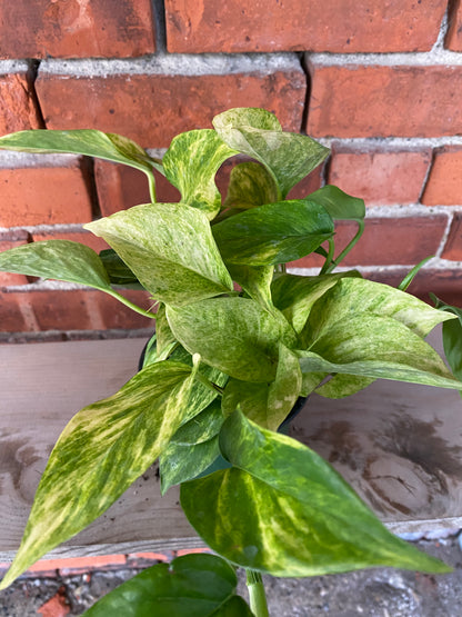 Epipremnum pinnatum 'Pothos Neon Queen' - 4.5" Pot