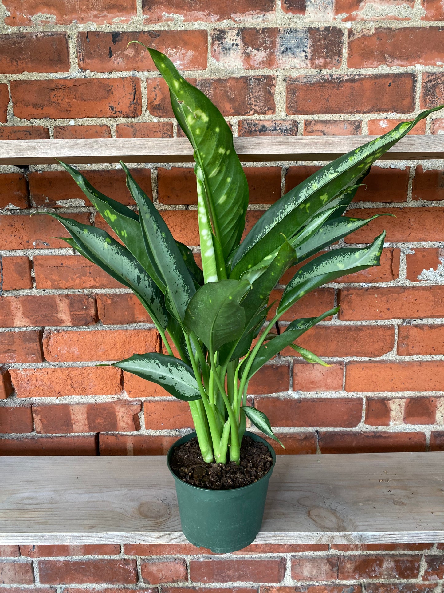 Dieffenbachia 'Panther'